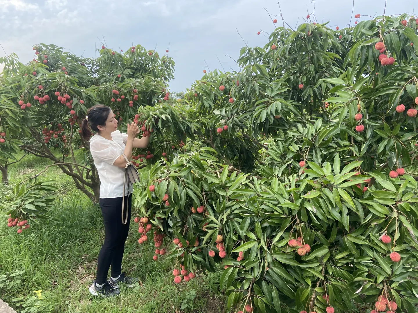 Du lịch Lục Ngạn - Bắc Giang: Không chỉ có vải thiều