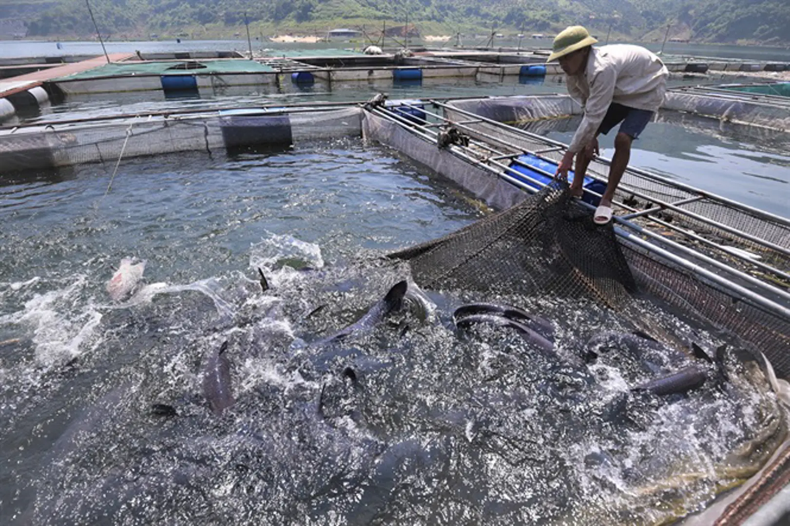 Liên kết tiêu thụ nông sản: Doanh nghiệp, nông dân cùng hưởng lợi