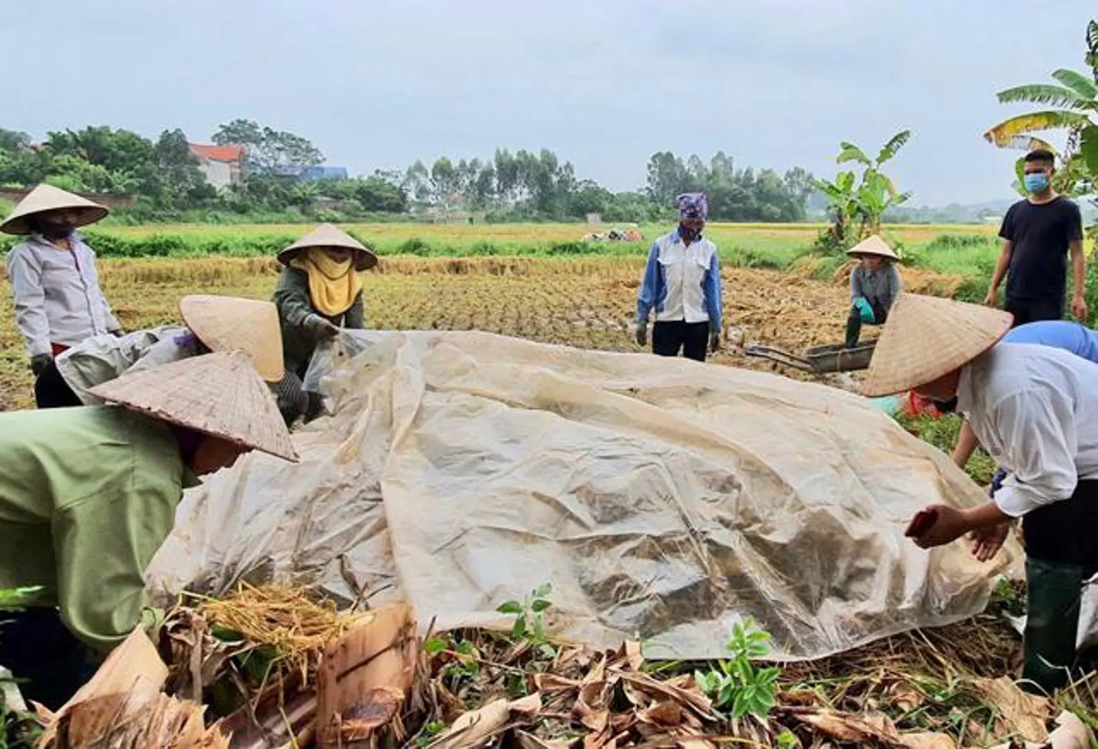 Huyện Sóc Sơn: Ngăn chặn tình trạng đốt rơm rạ sau thu hoạch