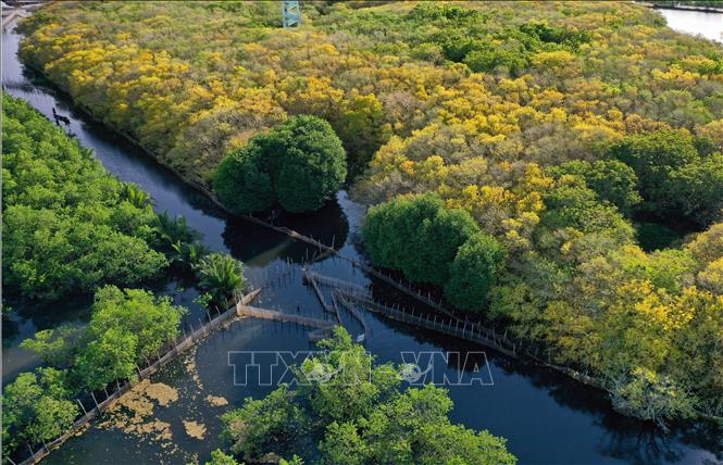 Mangrove afforestation in Mekong Delta: Indispensable for climate response in Vietnam 