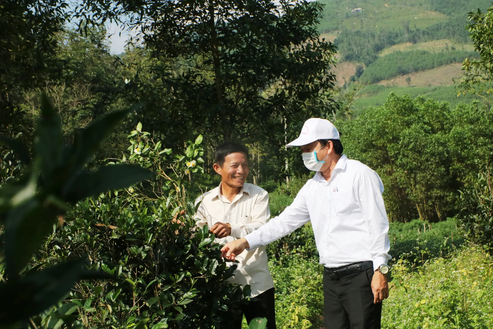 Giấc mơ ở vùng chè cổ trăm năm