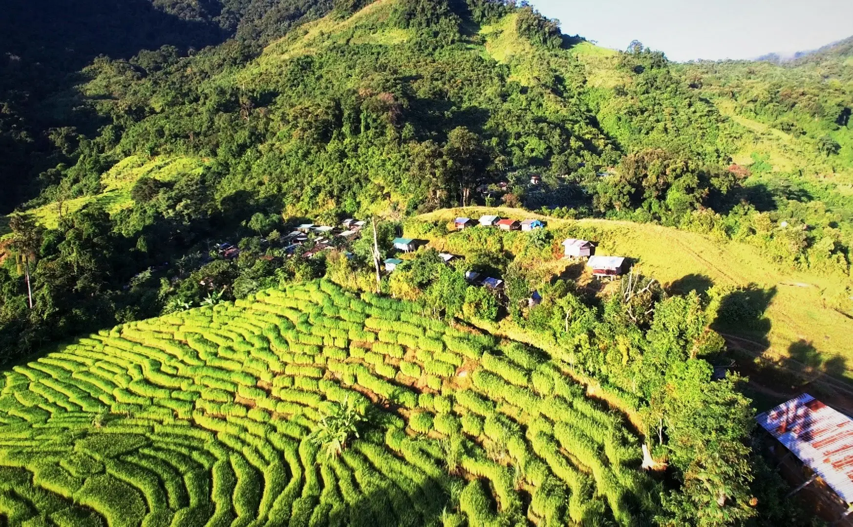 Quảng Nam xin chuyển đổi 25ha rừng tự nhiên làm đường lên vùng sâm 