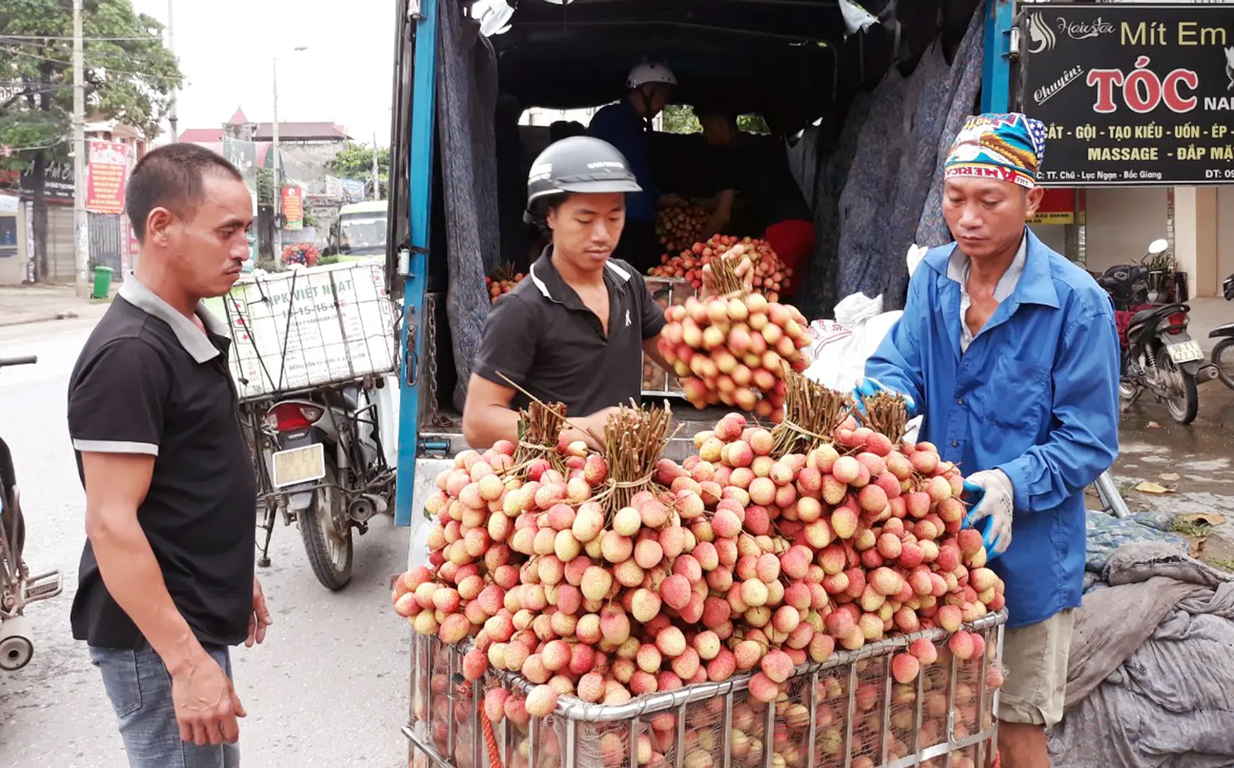 Vải thiều Lục Ngạn không hạt, cung không đủ cầu