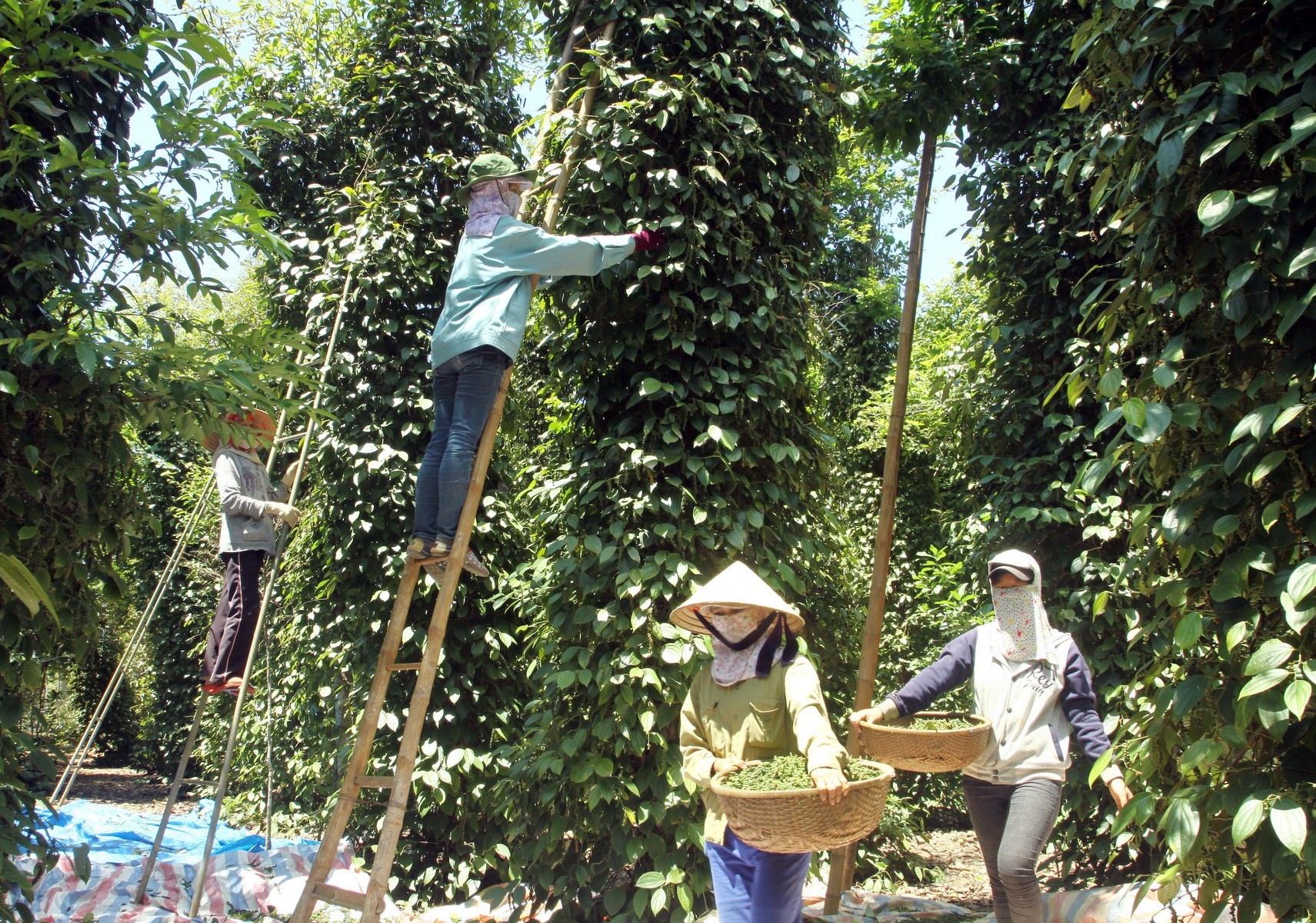 Giá tiêu hôm nay 3/7: Điểm sáng xuất khẩu chưa vực được thị trường trong nước