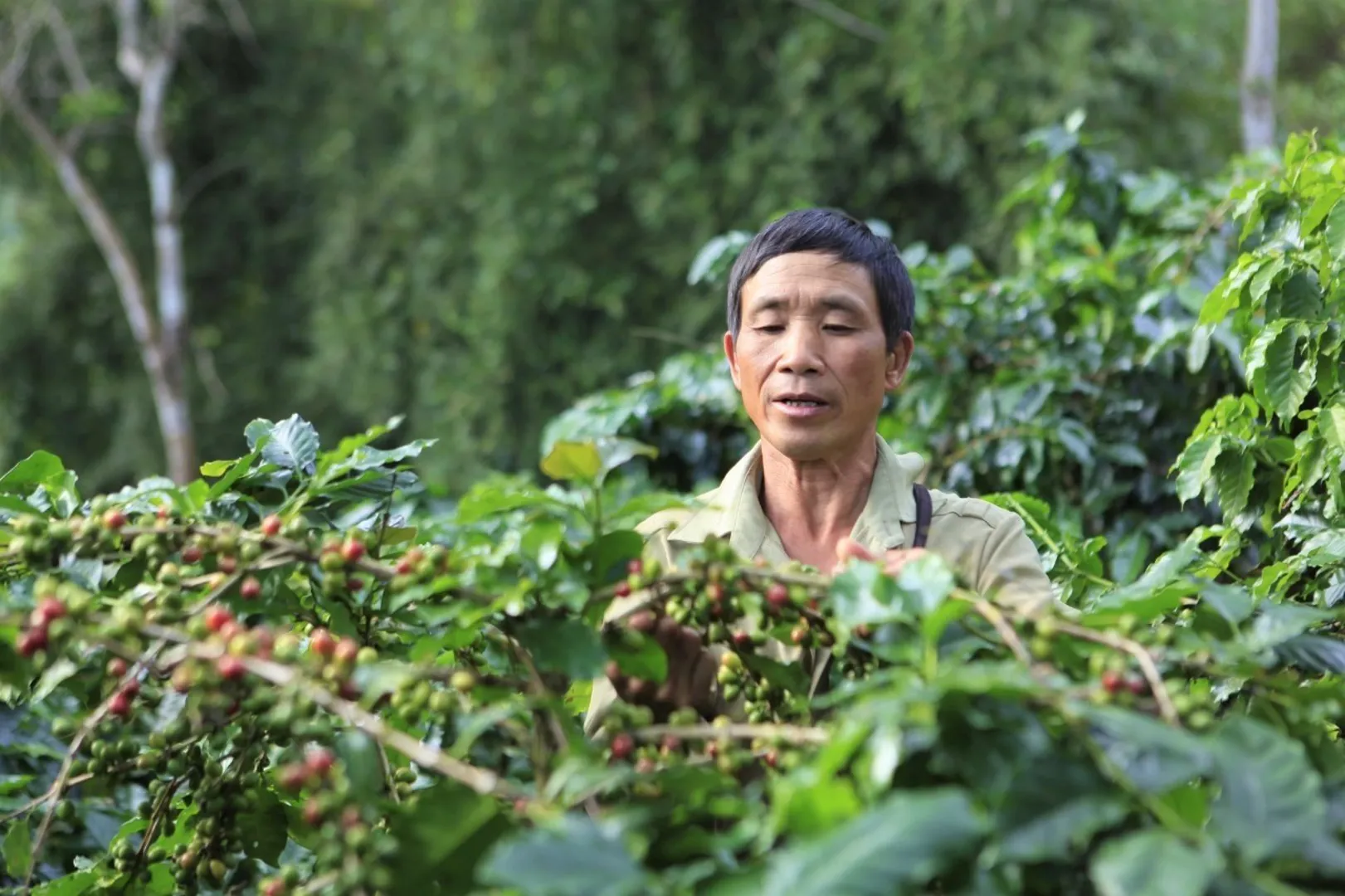 Giá cà phê hôm nay 4/7: Vì sao giá Robusta liên tiếp giảm?