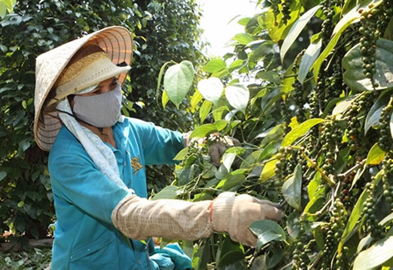 Giá tiêu hôm nay 5/7: Chờ lực cầu xuất khẩu tháng 8/2022