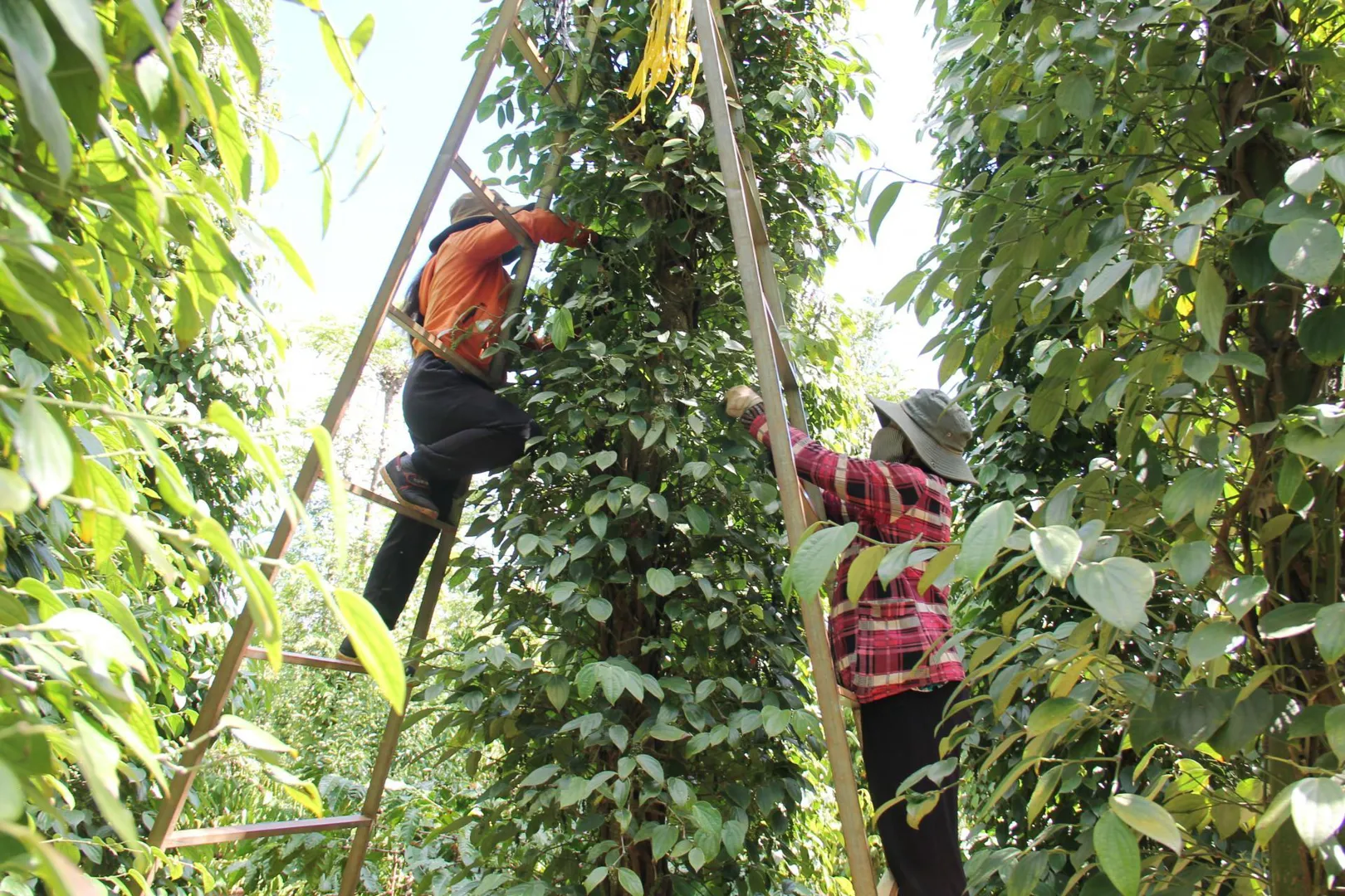 Giá tiêu hôm nay 17/7: Dự báo giá tiêu cuối tháng 7 và cuối năm 2022