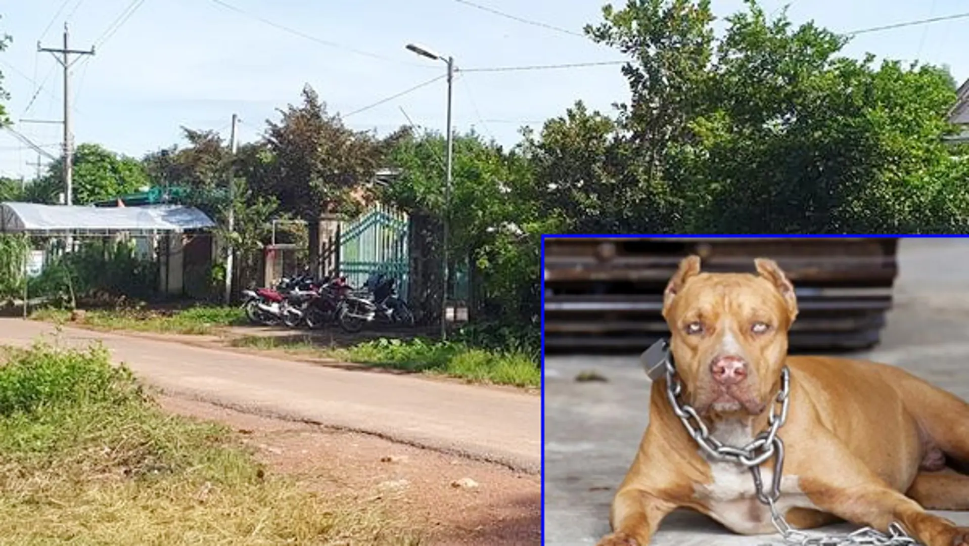 Bình Phước: Bé trai 8 tuổi bị chó pitbull cắn tử vong