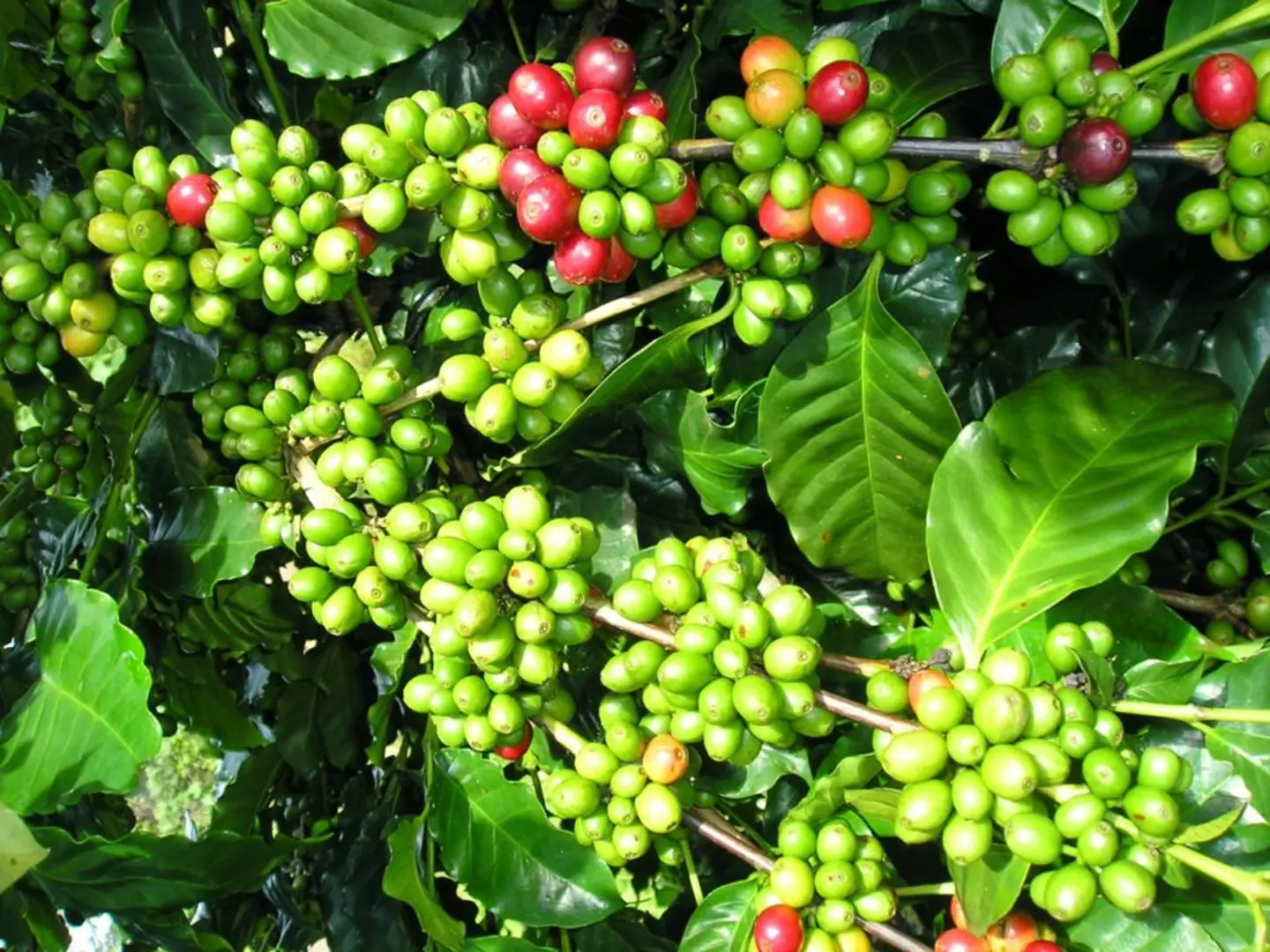 Giá cà phê hôm nay 24/7: Arabica có tuần tăng mạnh, trong nước thêm 1.000 đồng/kg