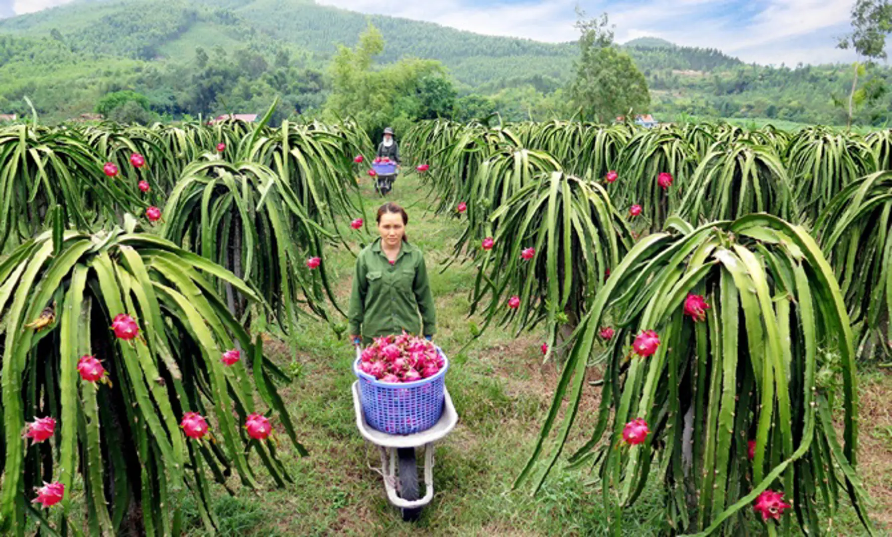 Tháng 8, công bố hệ thống thông tin vùng trồng đối với trái thanh long