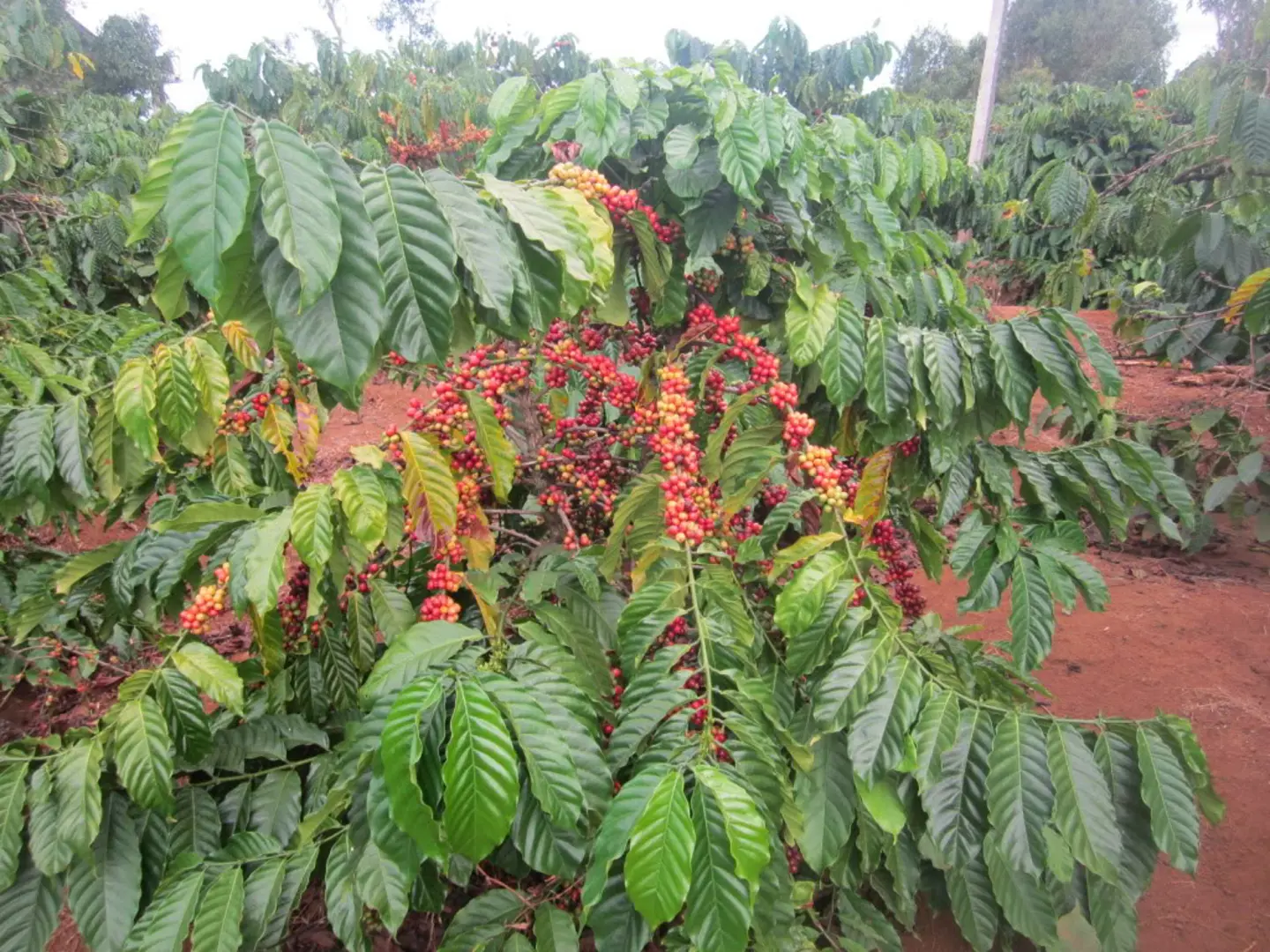 Giá cà phê hôm nay 10/8: Robusta tăng chạm 2.100 USD/tấn, trong nước gần 46.000 đồng/kg