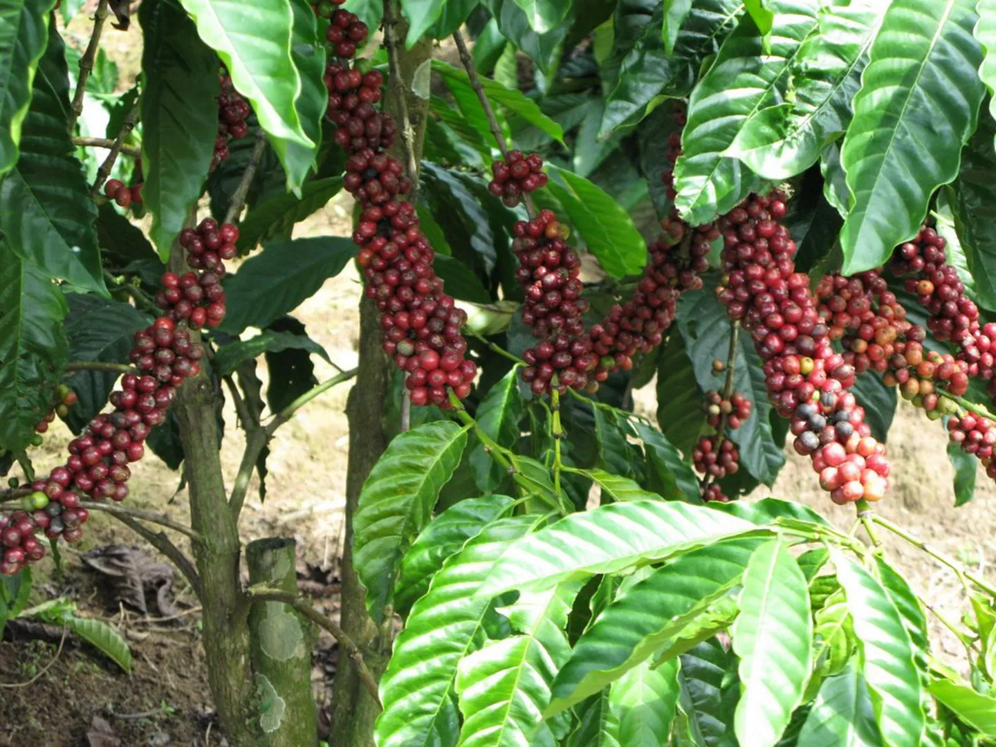 Giá cà phê hôm nay 13/8: Robusta tiếp tục tăng, trong nước chạm mốc 49.000 đồng/kg