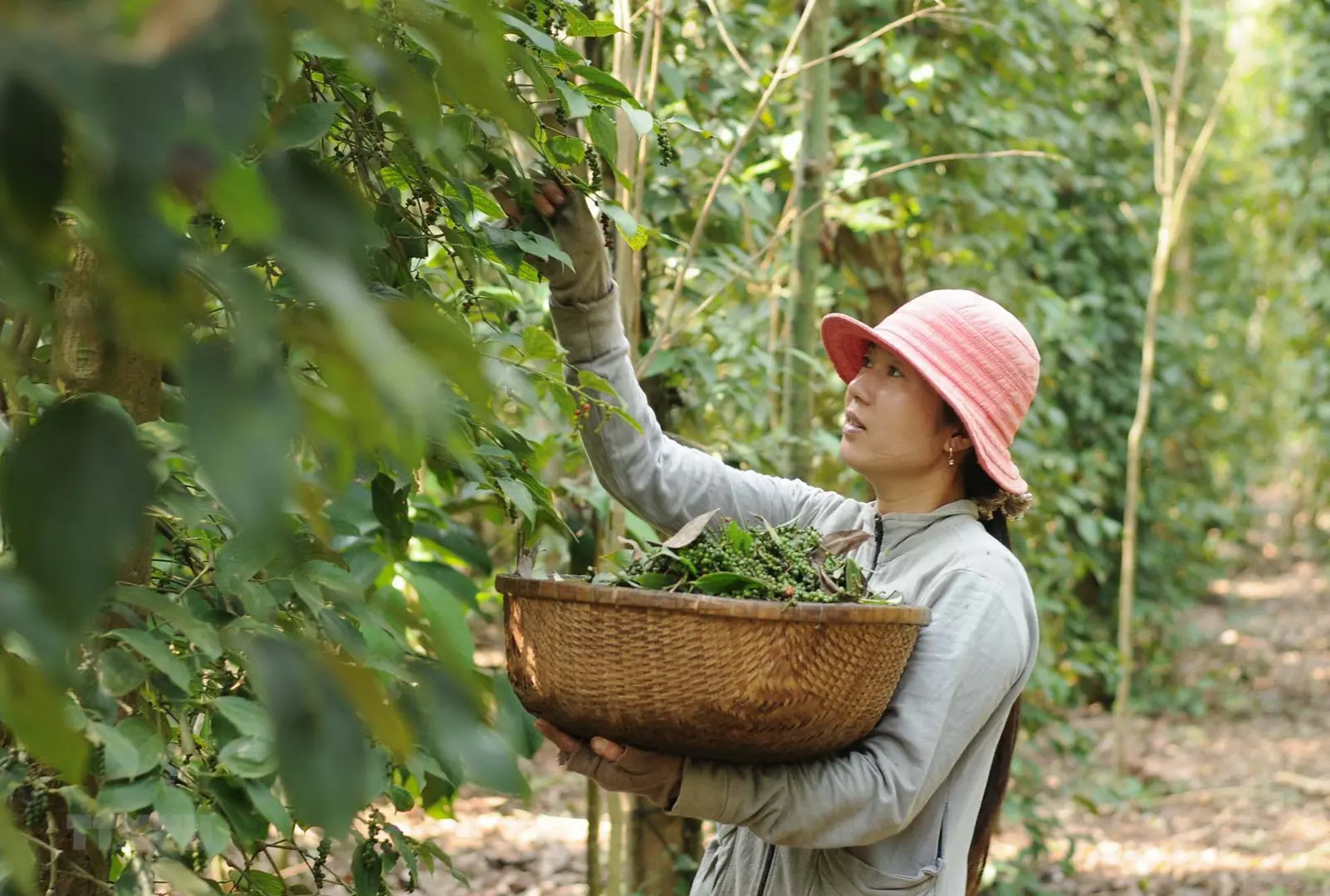 Giá tiêu hôm nay 15/8: Kỳ vọng đơn hàng tăng mạnh từ thị trường trọng điểm