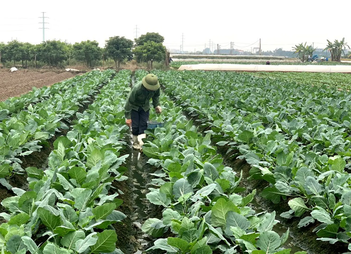 Rau an toàn vẫn bí đầu ra