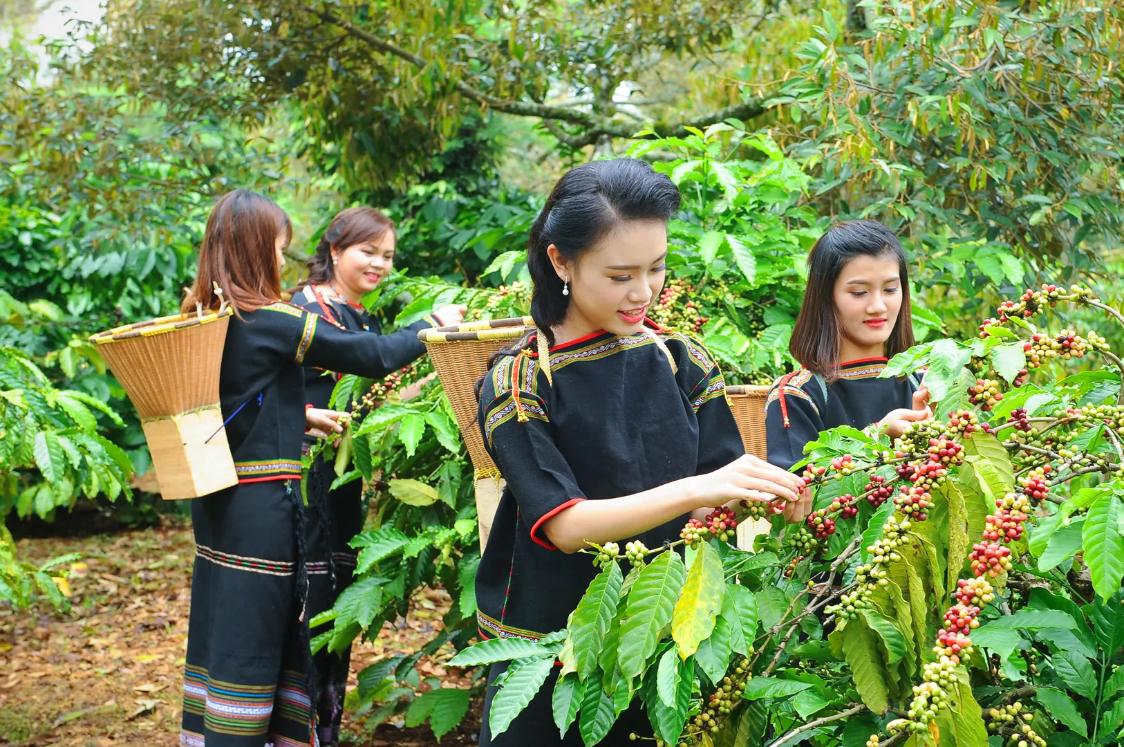 Giá cà phê hôm nay 16/8: Robusta tăng tiếp, trong nước cao nhất 6 năm qua