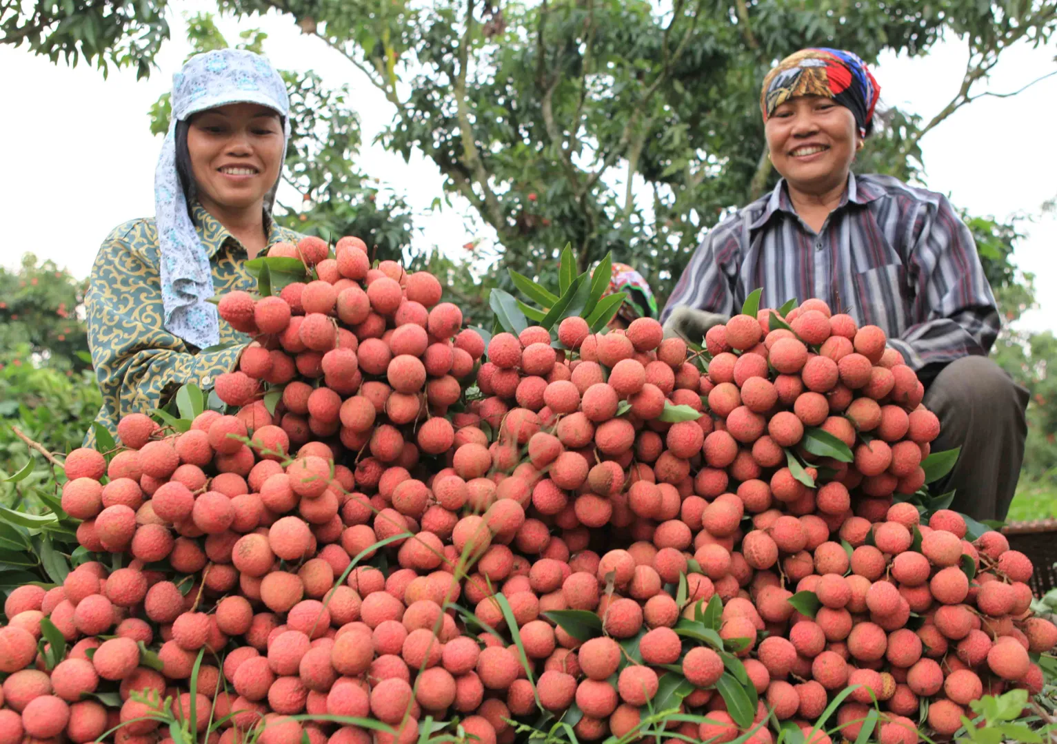 Vải thiều Lục Ngạn, Bắc Giang được cấp nhãn hiệu đạt tiêu chuẩn chất lượng quốc tế. Ảnh: Trần Việt