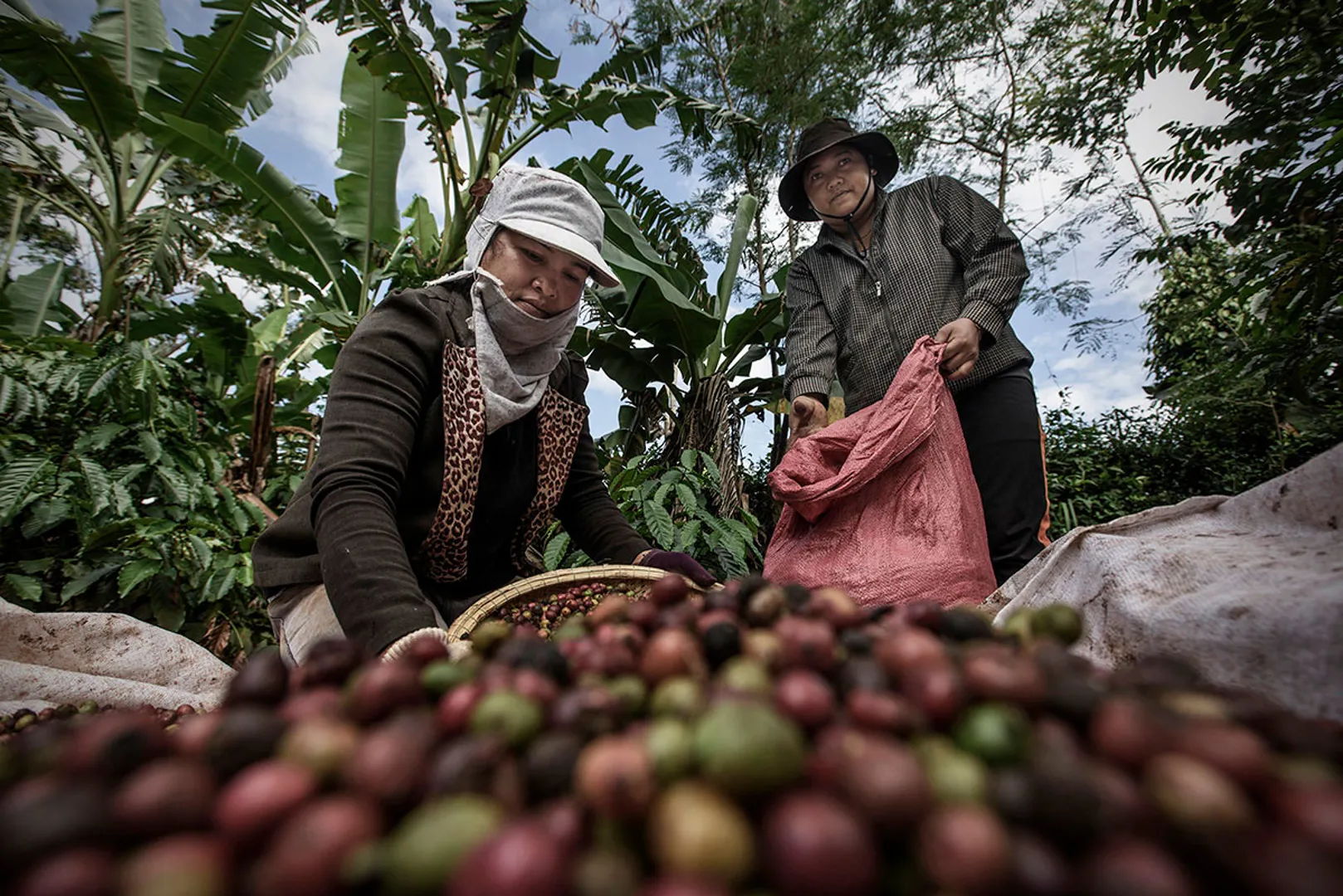 Giá cà phê hôm nay 17/8: Robusta điều chỉnh sau quãng thời gian tăng nóng