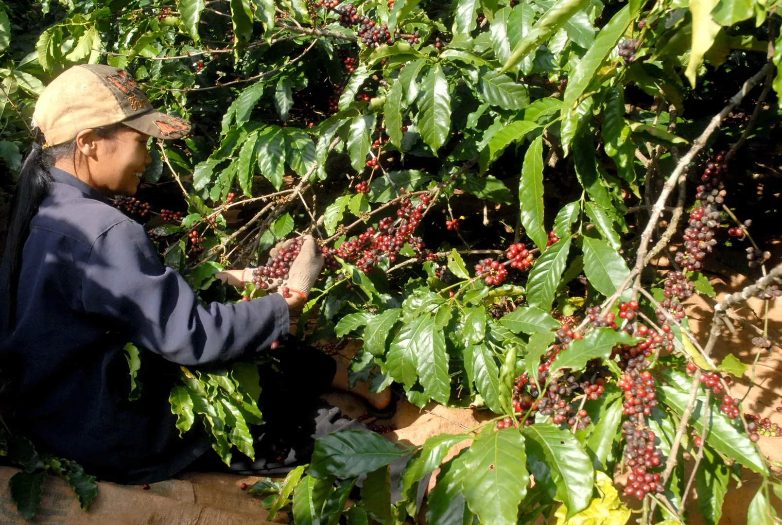 Giá cà phê hôm nay 20/8: Dứt chuỗi đà giảm, Robusta quay đầu tăng