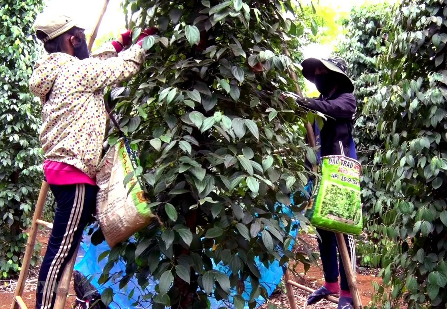 Giá tiêu hôm nay 20/8: Phân tích những nguyên nhân đang đẩy giá tiêu đi xuống