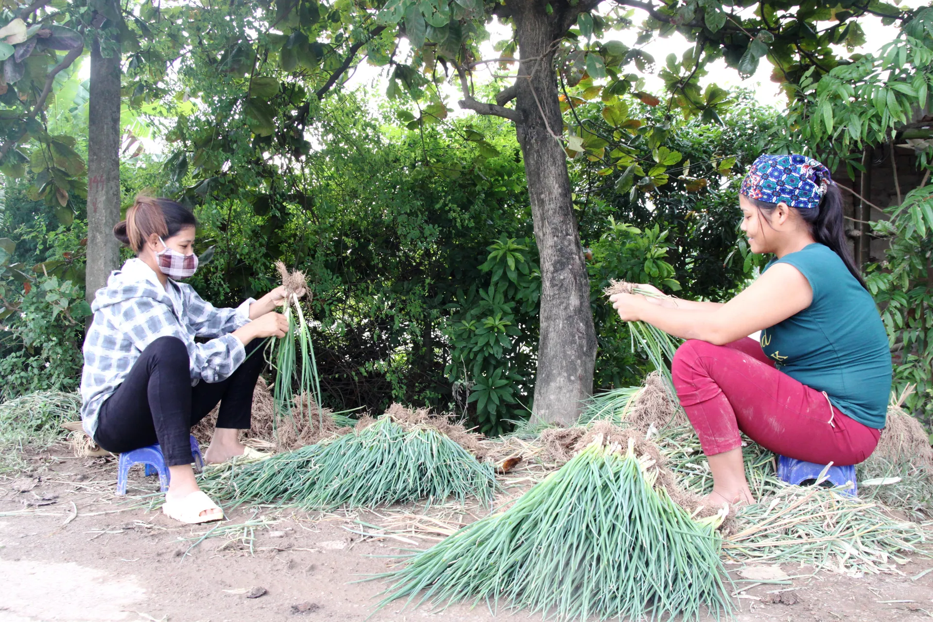Đưa hành hoa thành sản phẩm OCOP