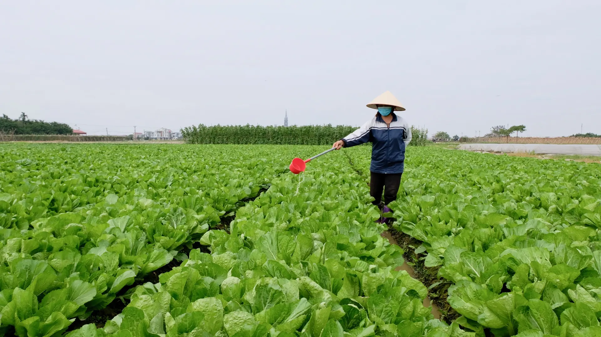 Chăm sóc rau an toàn tại xã Vân Nội, huyện Đông Anh. Ảnh: Lâm Nguyễn