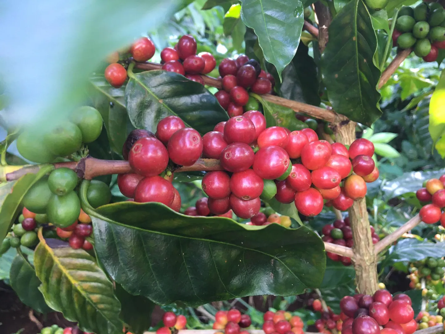 Giá cà phê hôm nay 3/9: Robusta hãm đà giảm, trong nước về dưới 48.000 đồng/kg