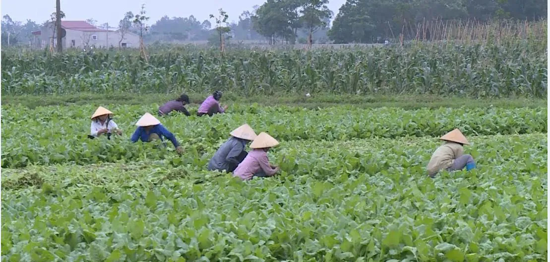 Xây dựng mô hình hợp tác xã, tổ hợp tác liên kết theo chuỗi giá trị