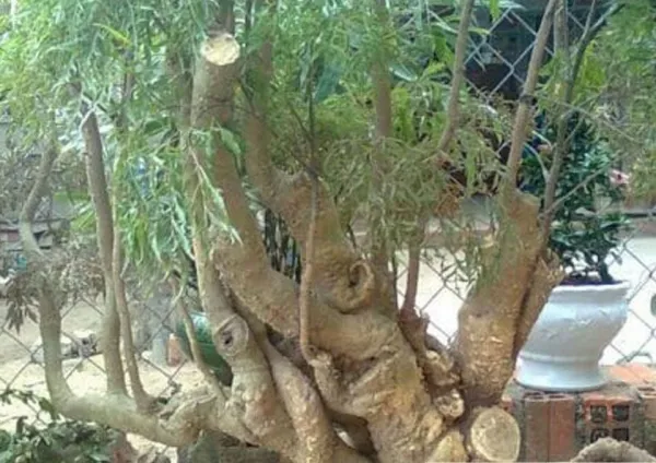 Thân cây đinh lăng nấu nước uống được không?