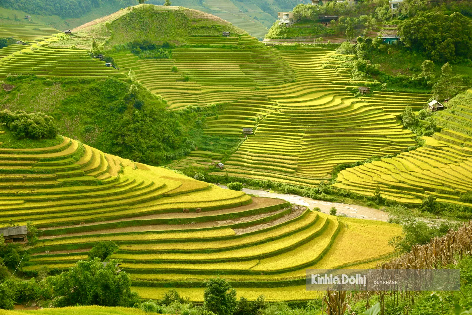 Ngắm mùa lúa vàng óng dọc triền núi Mù Cang Chải