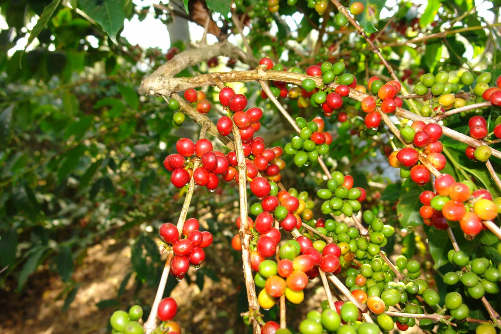 Giá cà phê hôm nay 18/9: Nguy cơ mất vị trí sản xuất Robusta hàng đầu