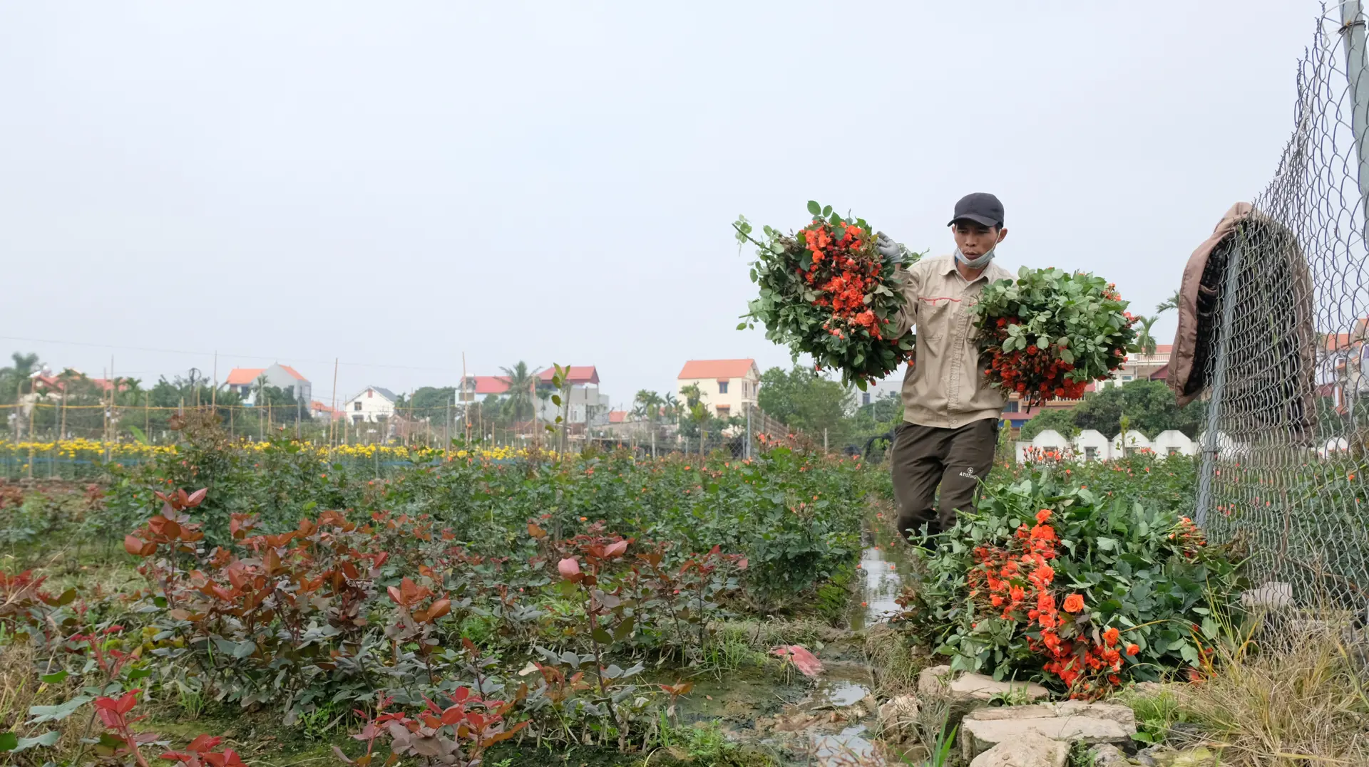 Mê Linh: Thúc đẩy phát triển nông nghiệp chuyên canh