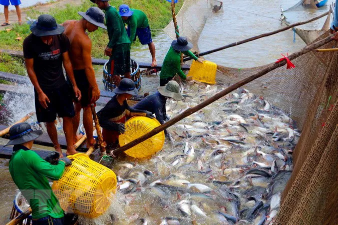 Thúc đẩy nuôi trồng thủy sản hữu cơ