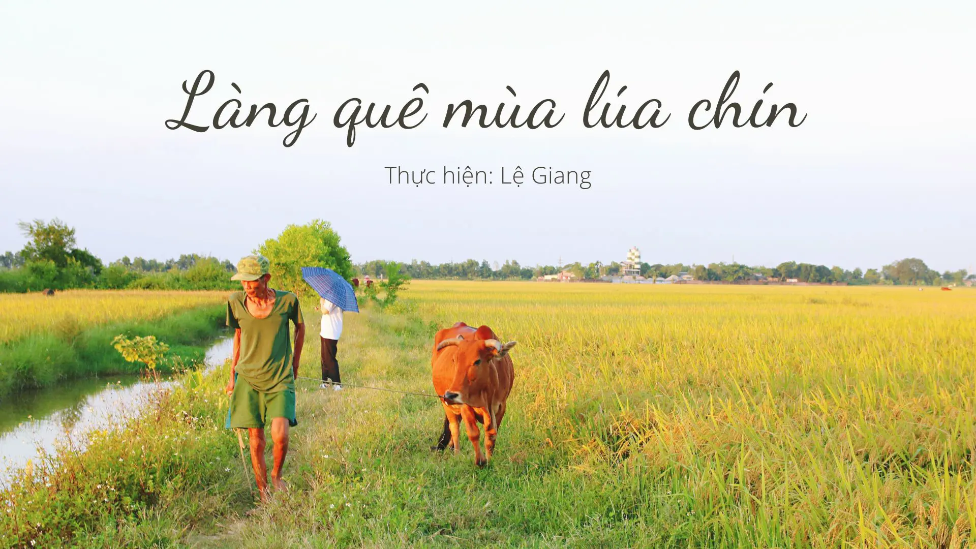 Mê mẩn những con đường làng quê mùa lúa chín