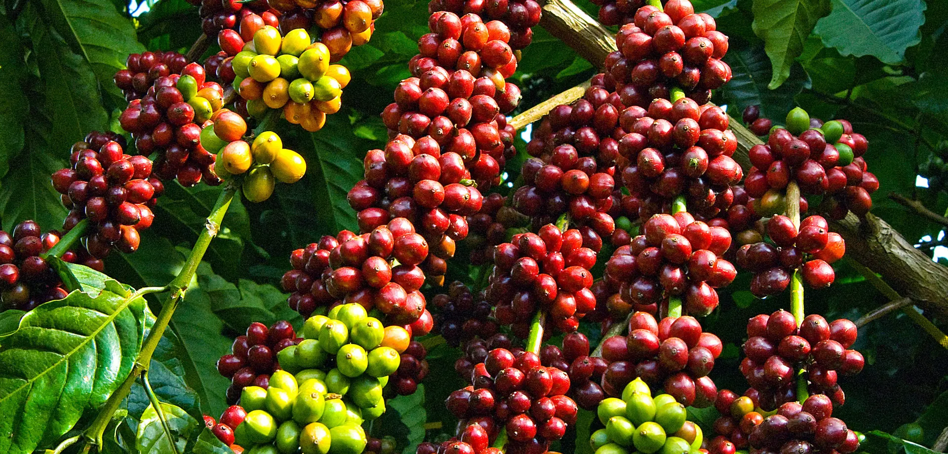 Giá cà phê hôm nay 21/9: Đồng loạt tăng mạnh, Robusta thêm hơn 30 USD/tấn