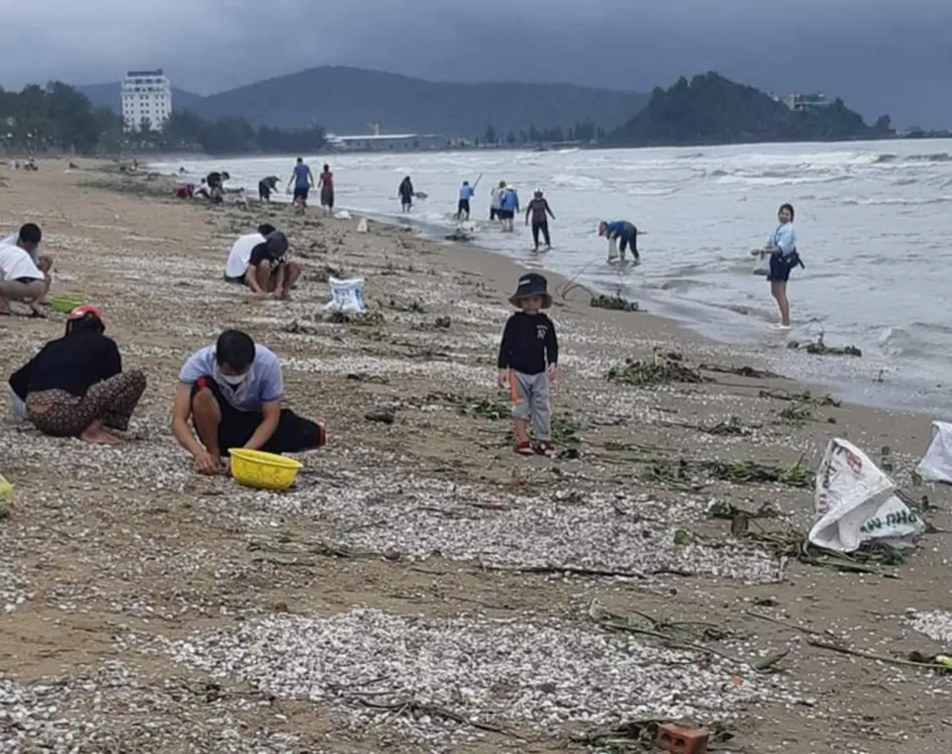 Nghệ An: Hàng tấn sò bị sóng đánh dạt vào biển Cửa Lò