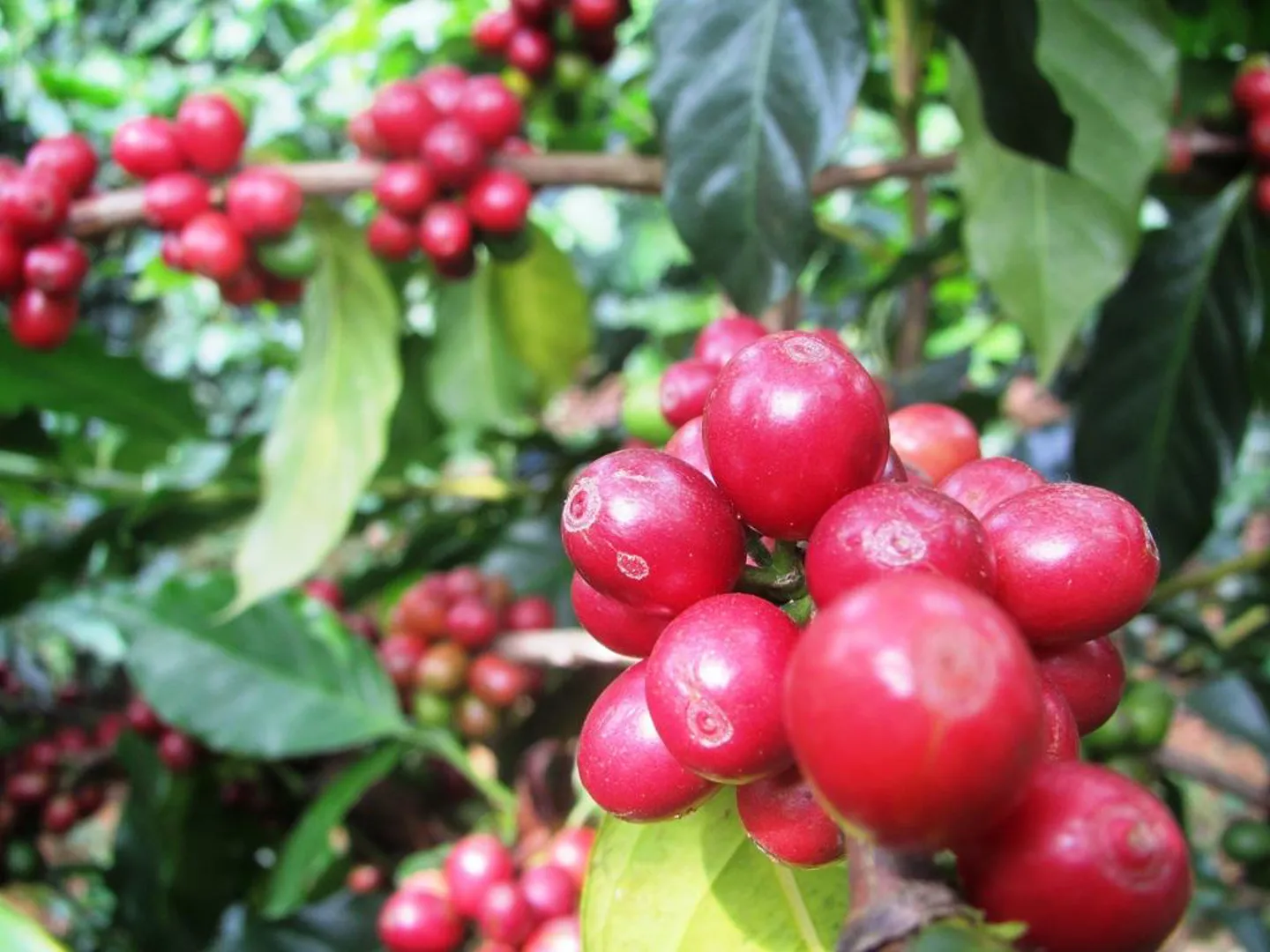 Giá cà phê hôm nay 5/10: Arabica tăng trở lại khi đồng USD giảm mạnh