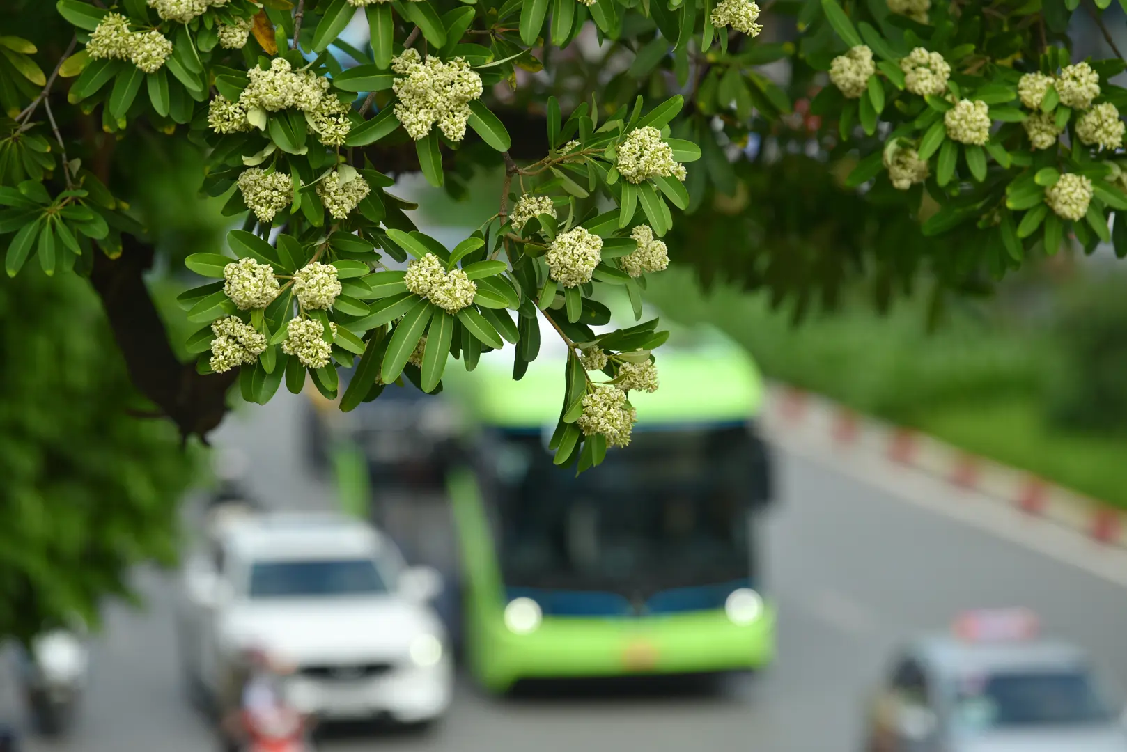 Hà Nội nồng nàn hương hoa sữa