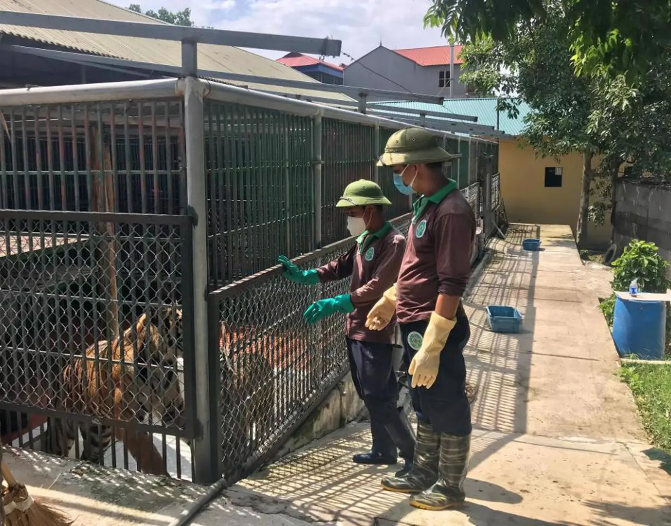 Chuồng nuôi hổ tại Trung tâm Cứu hộ động vật hoang dã Hà Nội (xã Tiên Dược, huyện Sóc Sơn). Ảnh: Ánh Ngọc