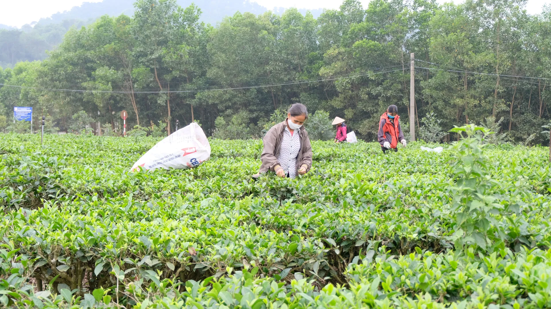 Tạo hành lang pháp lý sử dụng hiệu quả đất nông nghiệp