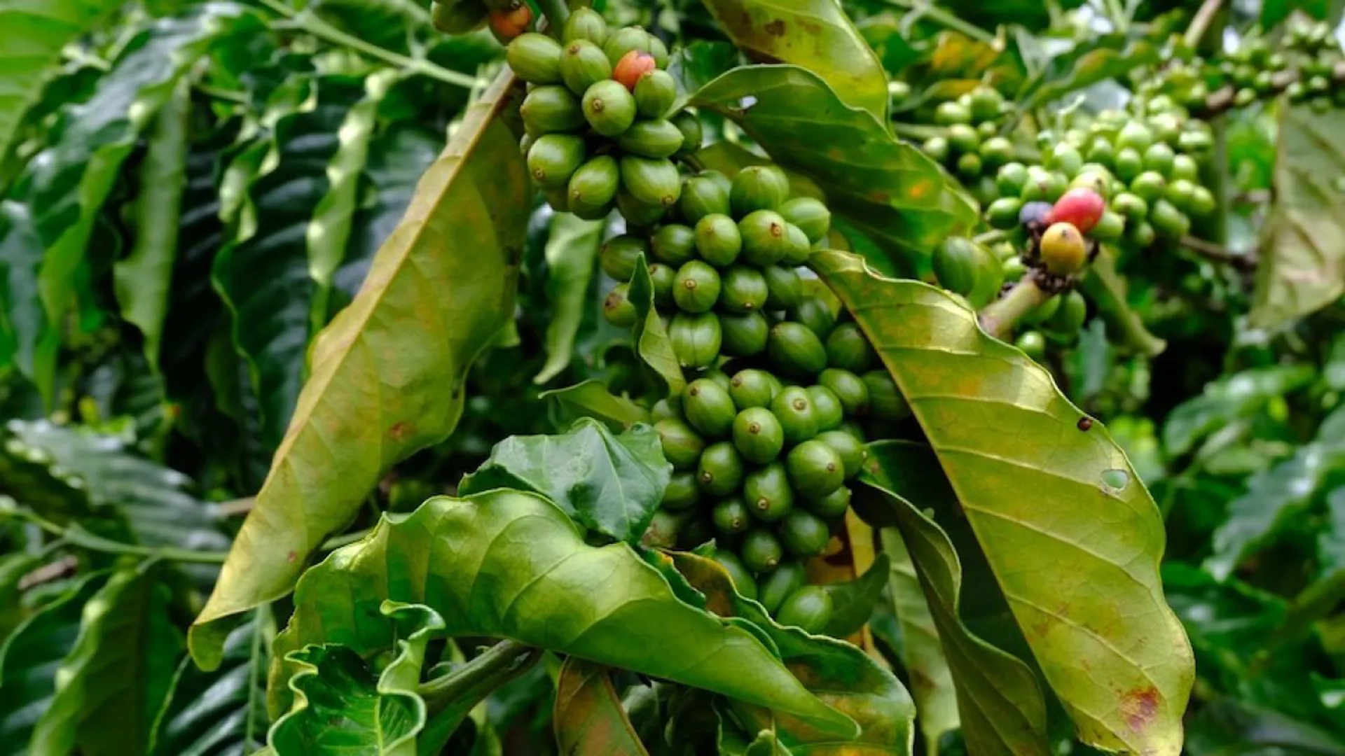 Giá cà phê hôm nay 19/10: Arabica thấp nhất một năm qua, đâu là nguyên nhân?