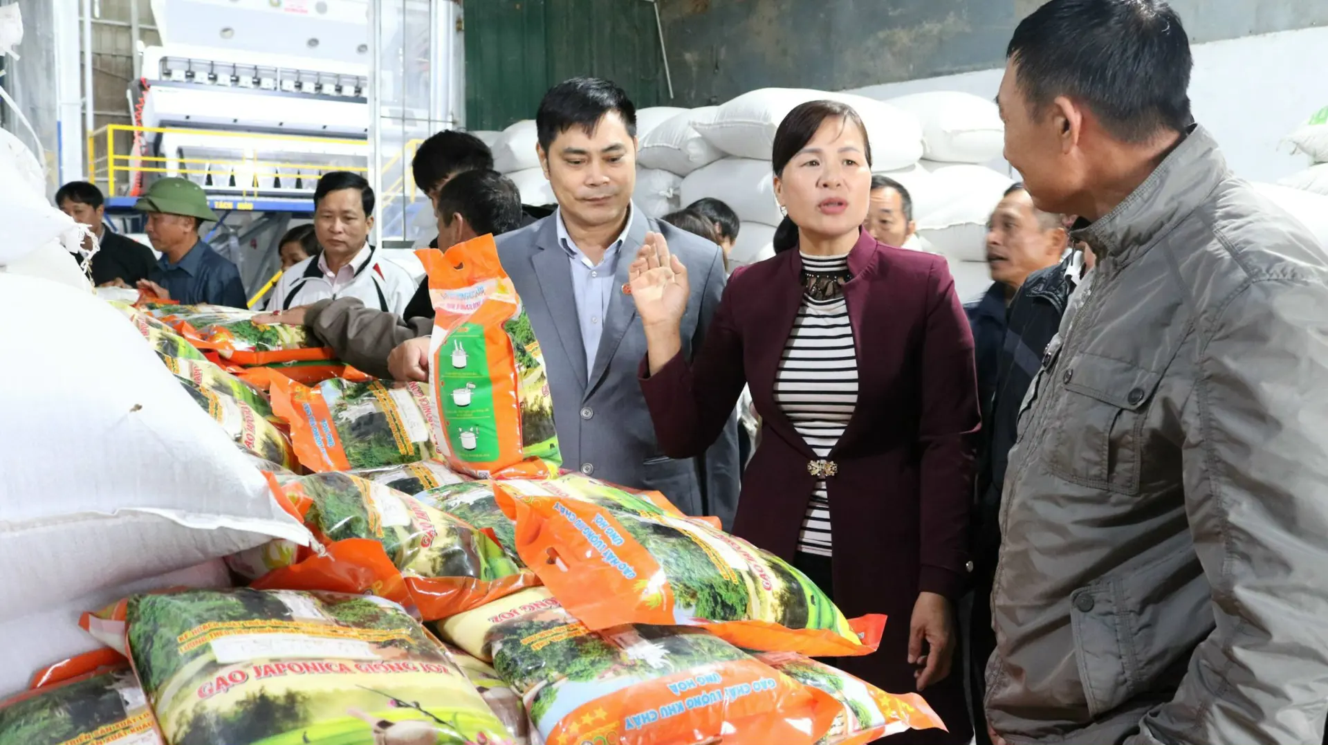 Chuỗi liên kết sản xuất, tiêu thụ gạo Khu Cháy chất lượng cao hoạt động hiệu quả. Ảnh: Lại Tấn