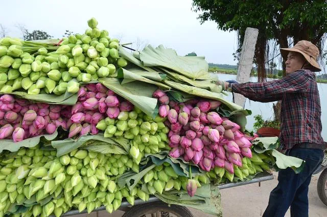 Hiệu quả kép từ trồng sen cao sản