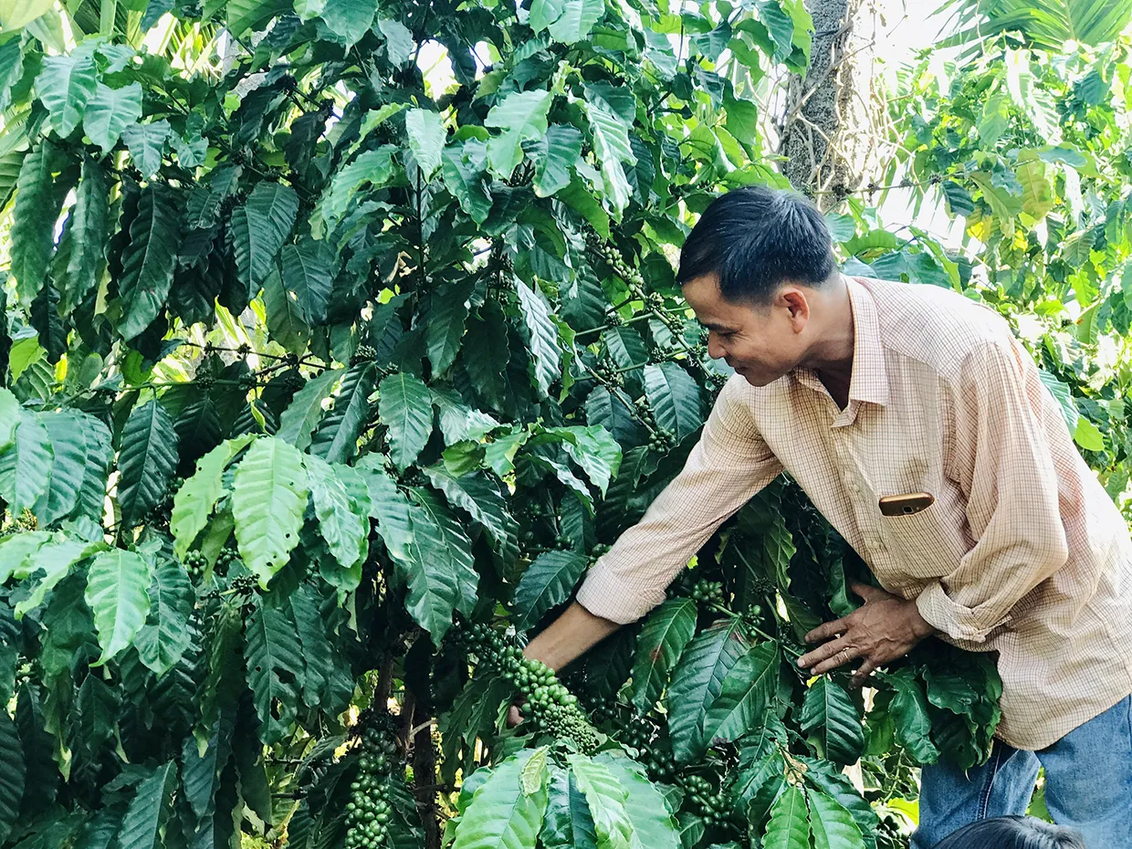 Giá cà phê hôm nay 30/10: Tuột dốc không phanh khi bước vào vụ thu hoạch