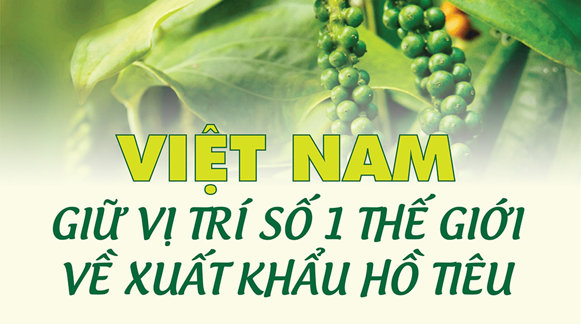 Việt Nam giữ vững vị trí số 1 thế giới về xuất khẩu hồ tiêu