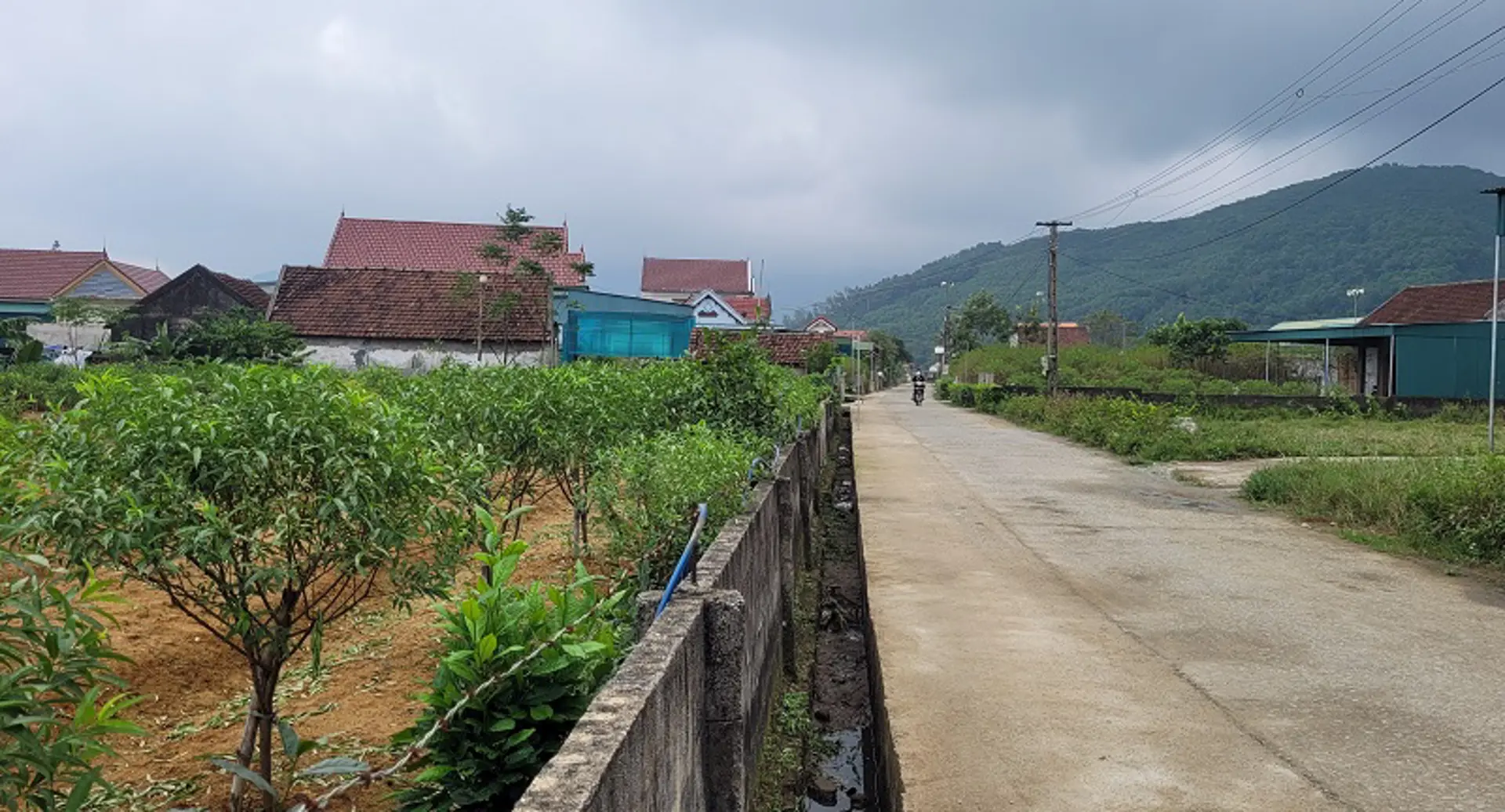 Hà Tĩnh: Làng hoa đào Cổ Đạm tất bật vào vụ Tết 