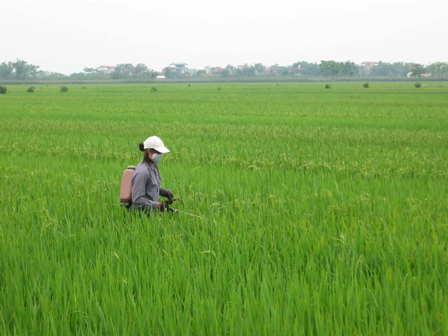 Nông dân vẫn phụ thuộc vào thuốc bảo vệ thực vật