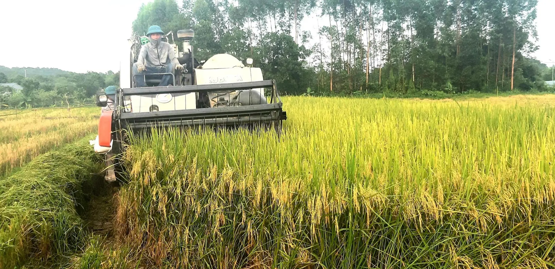 Huyện Sóc Sơn: Phát triển ngành hàng lúa gạo tăng về chất