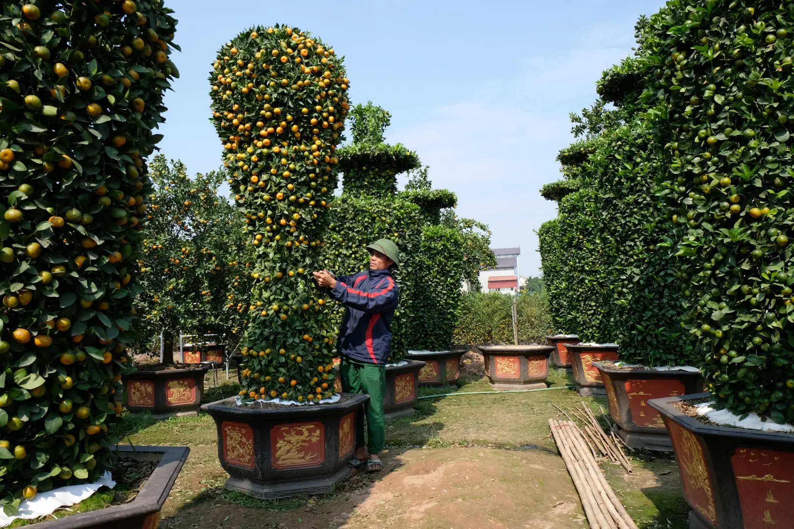 Khám phá vườn quất lục bình khổng lồ tại Hưng Yên