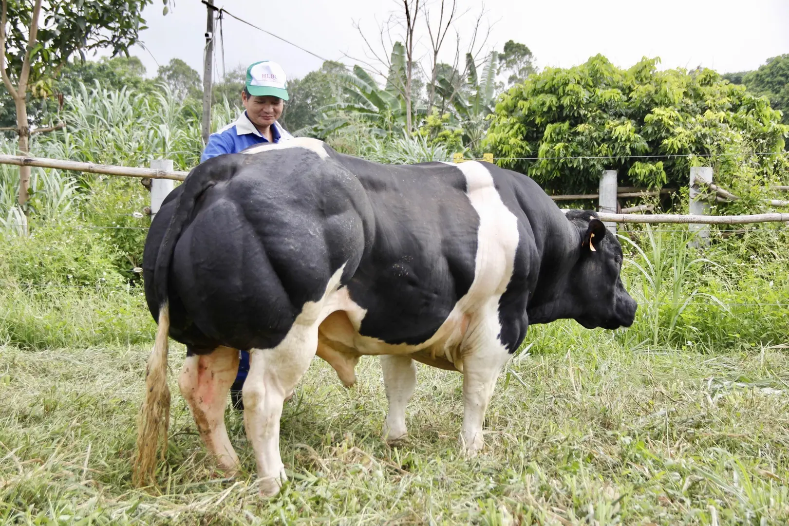 Tăng sức cạnh tranh cho chăn nuôi bò thịt