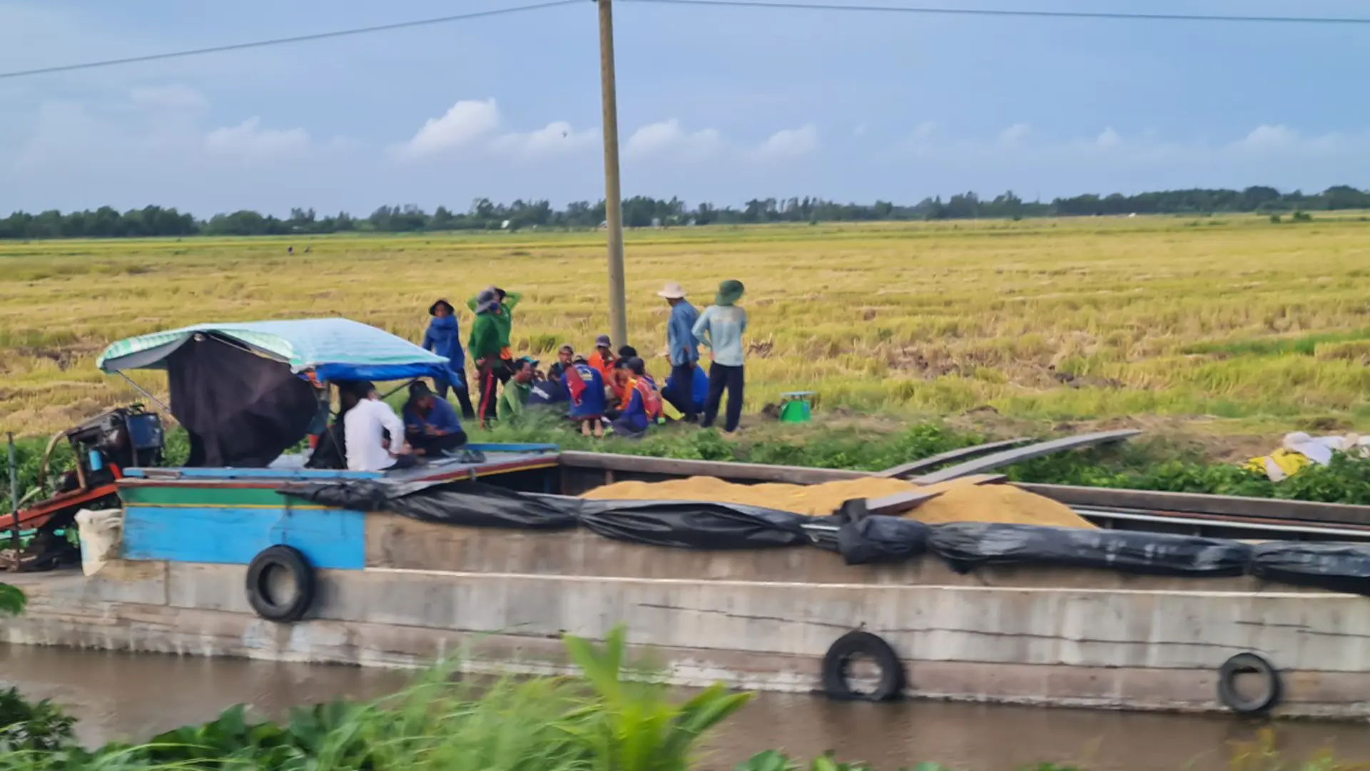 Kiên Giang: Sản lượng lúa đạt 4,4 triệu tấn, có 97,32% là lúa chất lượng cao